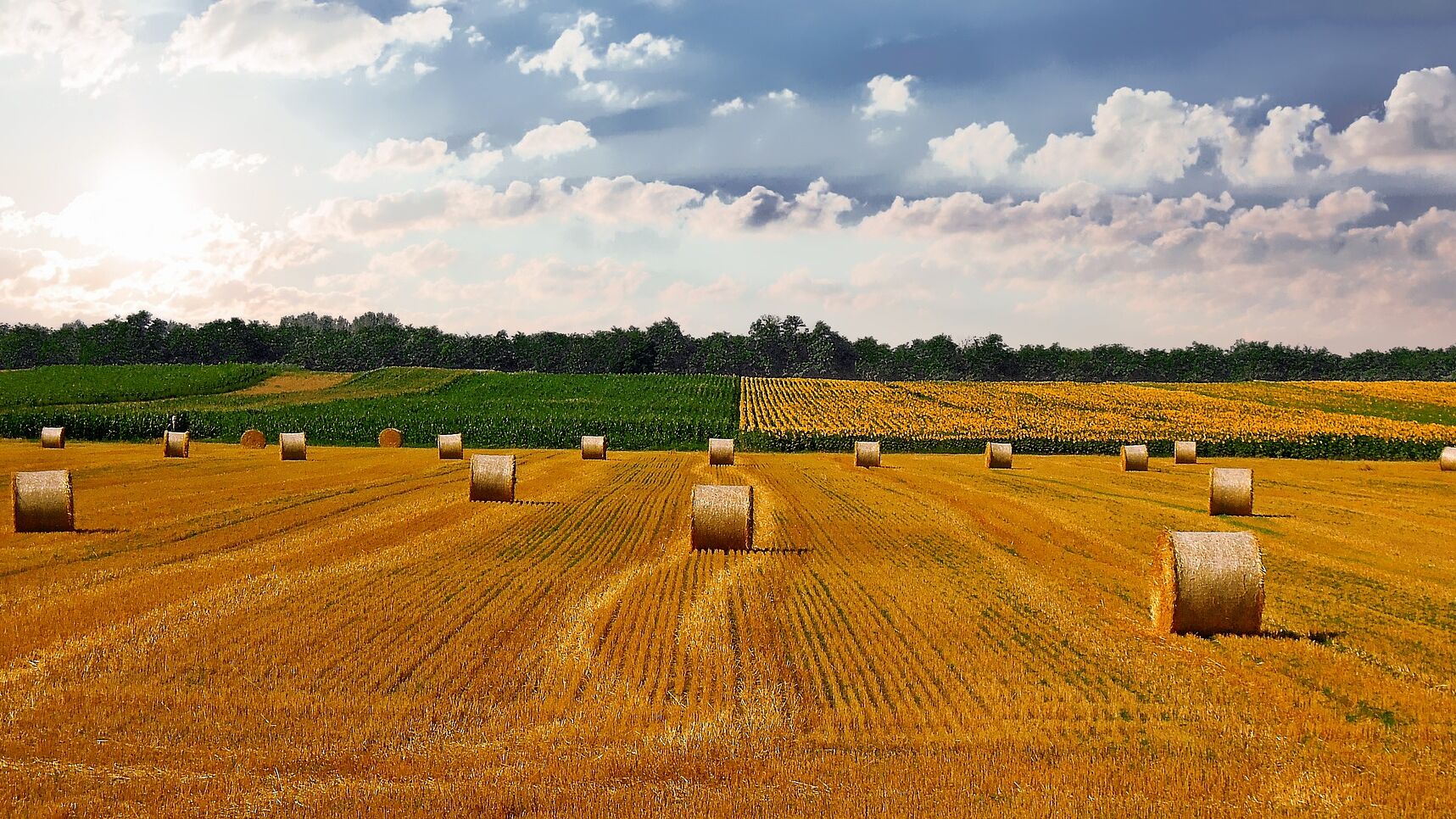 A harvested cornfield 